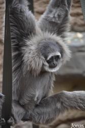 Chester Zoo