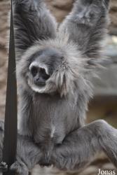 Chester Zoo