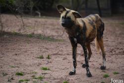Chester Zoo