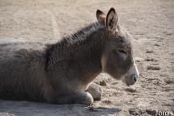 Tierpark Lange Erlen