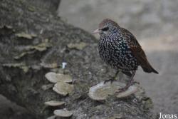 Tierpark Lange Erlen