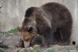 BärenPark Bern