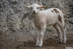 Mouton Miroir