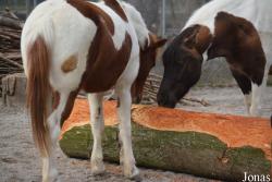 Poney Lewitz