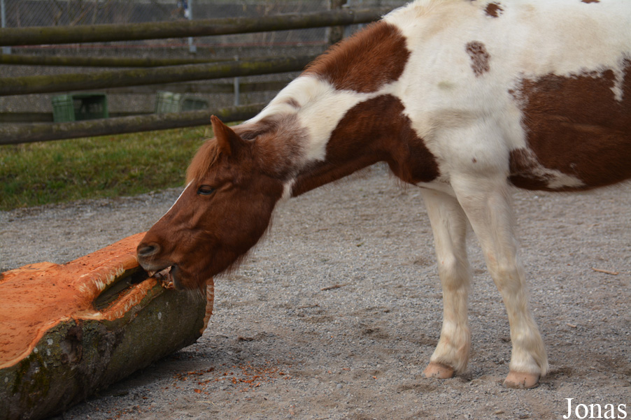 Tierpark Dählhölzli