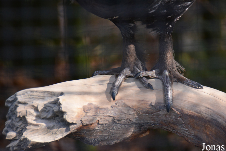 Tierpark Dählhölzli
