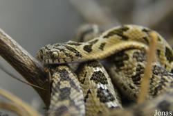 Dasypeltis scabra