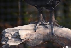 Tierpark Dählhölzli