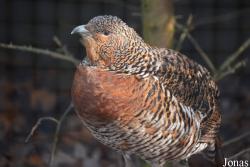 Tierpark Dählhölzli