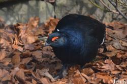 Tierpark Dählhölzli
