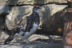 Tierpark Dählhölzli