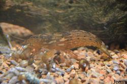 Atyoidea