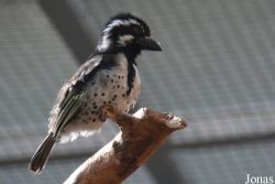 Tricholaema lacrymosa