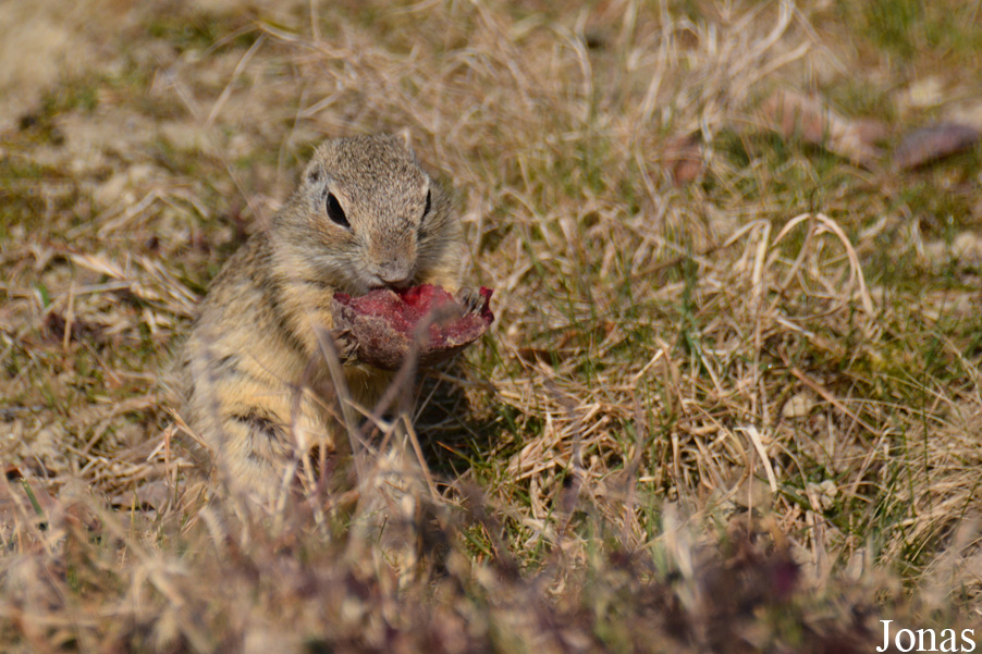 Tierpark Dählhölzli