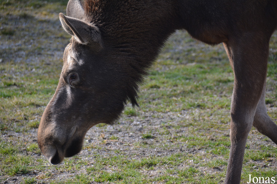 Tierpark Dählhölzli