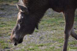 Tierpark Dählhölzli
