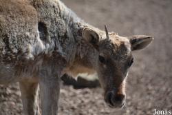 Tierpark Dählhölzli