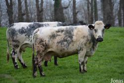 Vache Blanc bleu belge