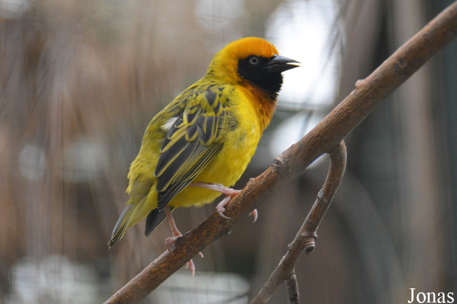 Pairi Daiza