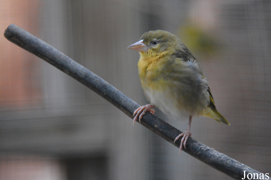 Pairi Daiza