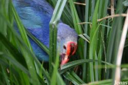 Porphyrio poliocephalus