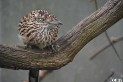 Pairi Daiza