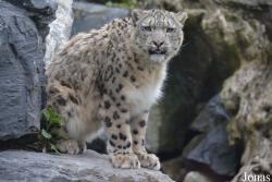 Pairi Daiza