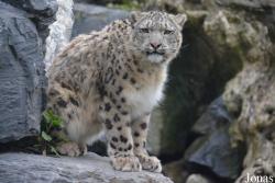 Pairi Daiza