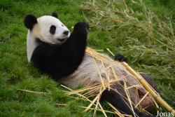 Pairi Daiza