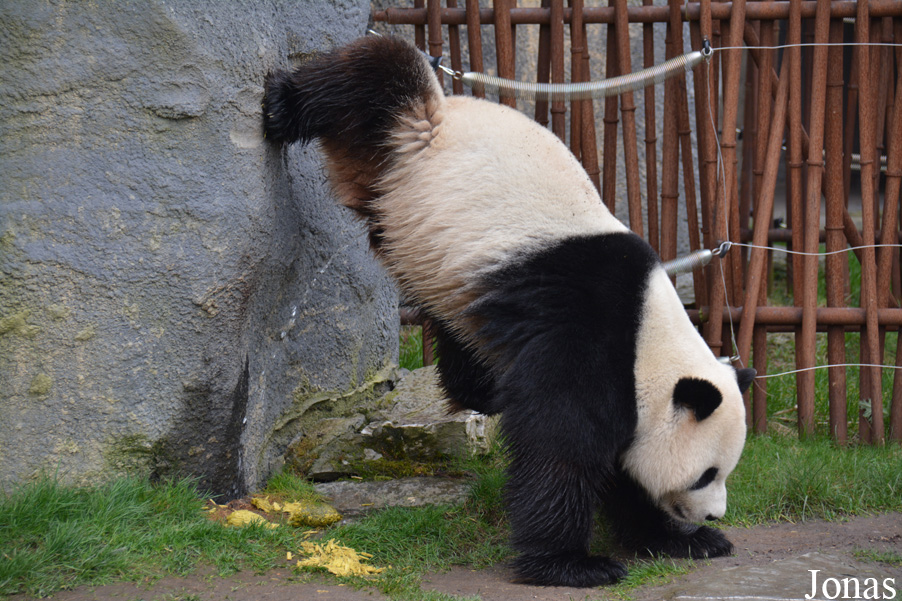 Pairi Daiza