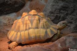 Pairi Daiza