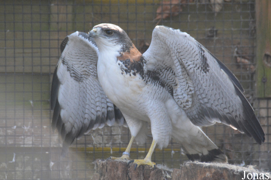 Pairi Daiza