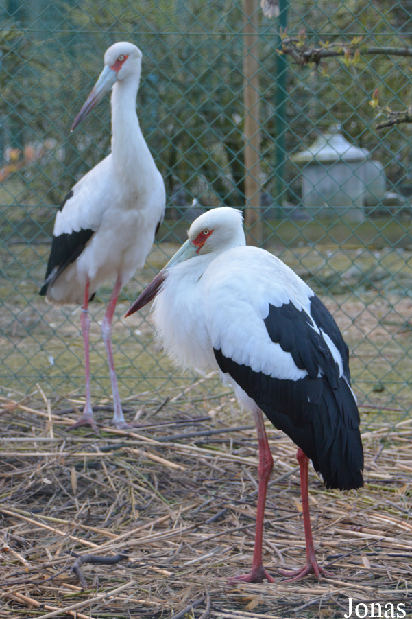 Herne Breeding Center (P)