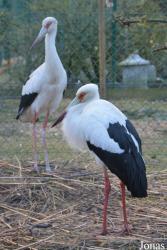 Herne Breeding Center (P)