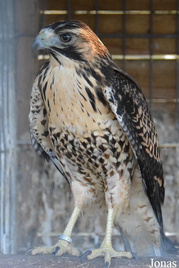 Herne Breeding Center (P)