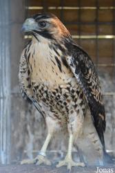 Herne Breeding Center (P)