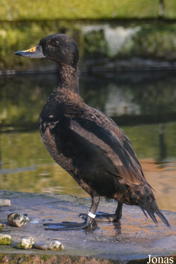 Herne Breeding Center (P)