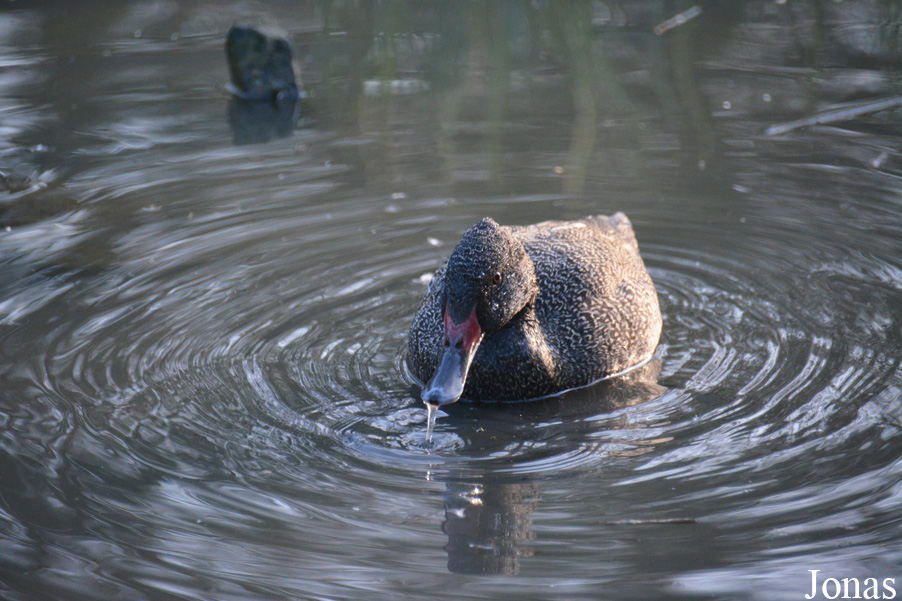 Herne Breeding Center (P)