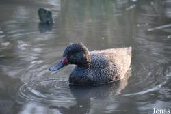 Herne Breeding Center (P)