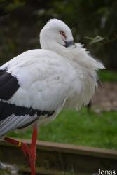 Dierenpark Planckendael