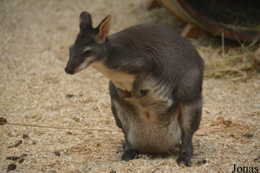 Dierenpark Planckendael