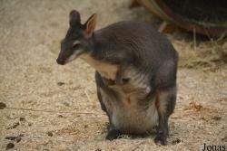 Dierenpark Planckendael