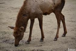 Dierenpark Planckendael