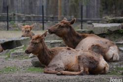 Dierenpark Planckendael