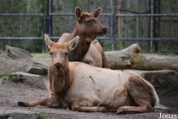 Dierenpark Planckendael