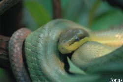 Gonyosoma oxycephalum
