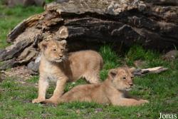 Dierenpark Planckendael