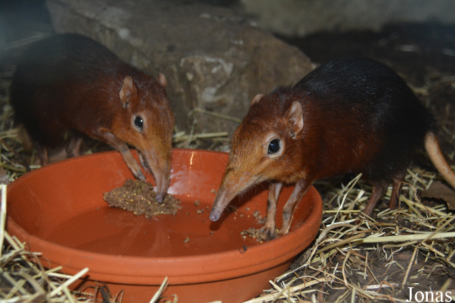 Zoo Antwerpen