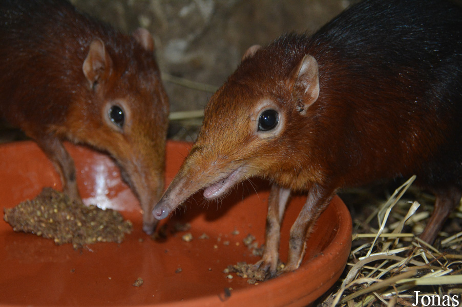 Zoo Antwerpen
