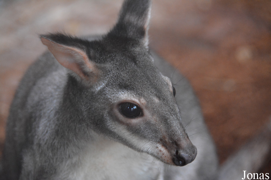 Zoo Antwerpen
